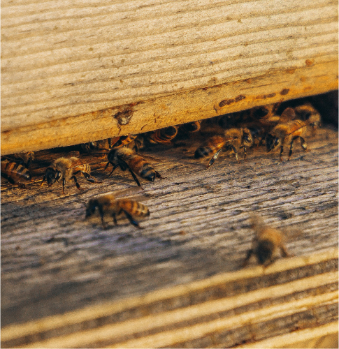 Travail des abeilles au sein de leur rûche.